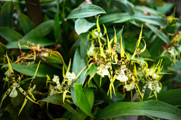 Brassia orchid flowers blooming in the garden