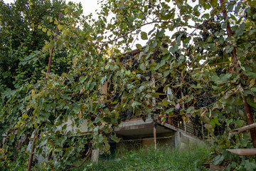 Fototapeta na wymiar Grapevine with ripe grapes at the cottage in the mountains of Abkhazia