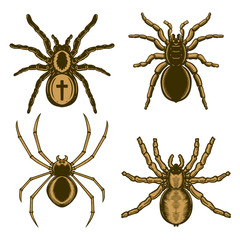 Set of spider illustration in engraving style. Halloween theme. Design element for poster, card, banner, emblem, sign. Vector illustration