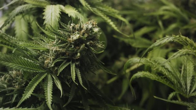 Large Ripe Bud of Fragrant Legal Marijuana Sways in the Wind in the Thickets in the Greenhouse. Macro Shot