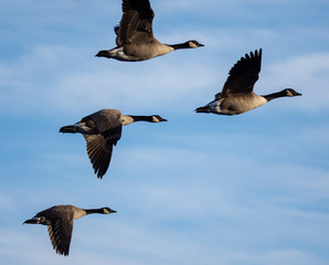 Geese in flight