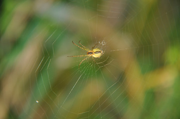 Large spider sits on web waiting for prey