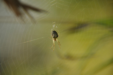 Large spider sits on web waiting for prey