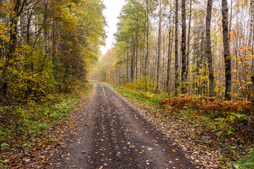 Narrow path through the autumnal forest in Sweden