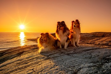 Drei Hunde im Gegenlicht