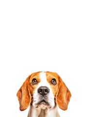 Close-up of Beagle dog, portrait, in front of white background