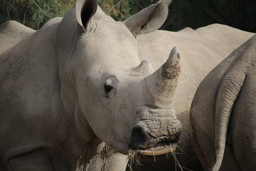 rhinoc&eacute;ros