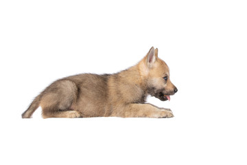 Czechoslovakian Wolfdog puppy isolated on white background