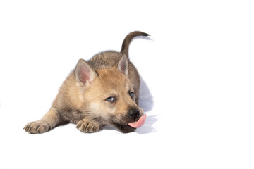 Czechoslovakian Wolfdog puppy isolated on white background