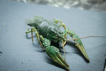 big uncooked crayfish on the board