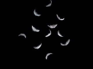 soft white feathers falling down in the air, isolated on black background