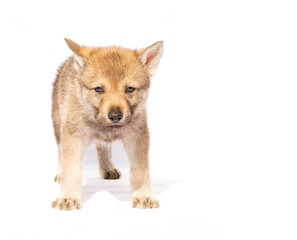 Czechoslovakian Wolfdog puppy isolated on white background