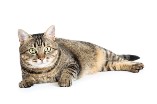 Beautiful cat lying on white background