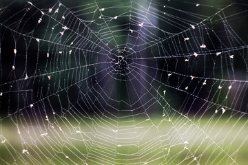 Cobweb on spiderweb on a black and green background