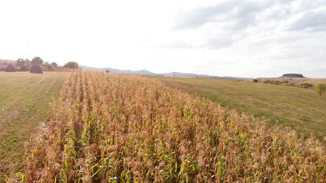 Aerial Footage over Corn Field in the summer Drone footage over over Corn Field in the summer, Romania