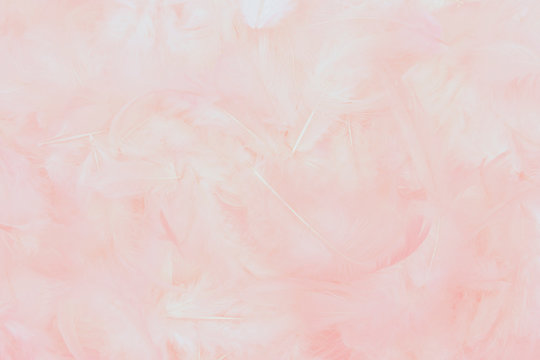 beautiful soft pink feathers background