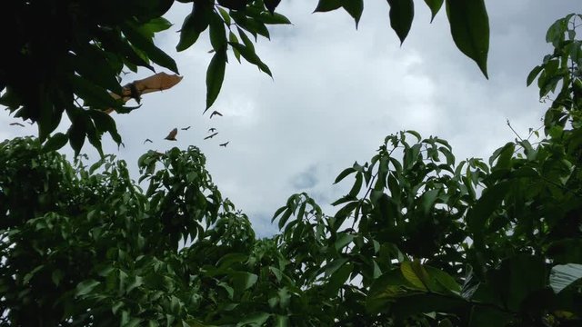 In the top of a tree looking at some flying foxes flying around in Africa