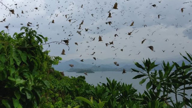 Outstanding view of hundreds of flying foxes flying around in Africa