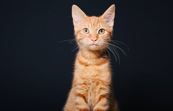 Beautiful orange cat