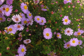 Aster novi-belgii, now Symphyotrichum novi-belgii, garden flowers