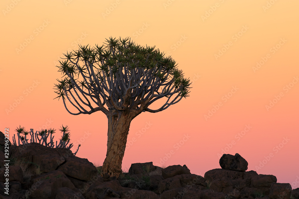 Wall mural Silhouette of a quiver tree (Aloe dichotoma) and rocks at sunset, Namibia.