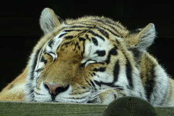 Beautiful female tiger at the zoo
