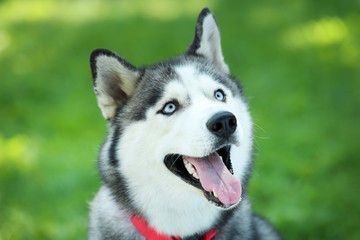 Obraz premium Husky dog sitting on the grass in park