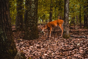 deer in the forest