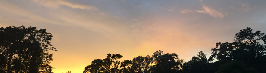 sunset in the forest
