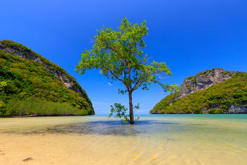 Alone mangrove tree in sea