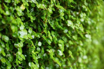 Green Mossy Undergrowth