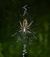 spider on web