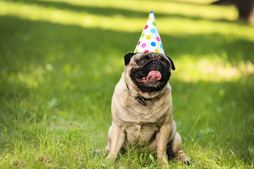 Pug dog with birthday cap sitting on the grass in park