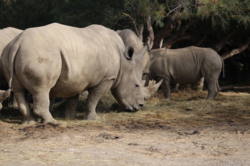 Obraz premium rhino