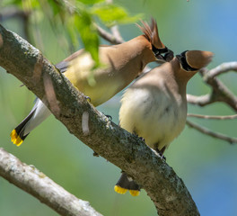 Cedar Waxwing Courtship