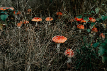 picking mushrooms in the forest