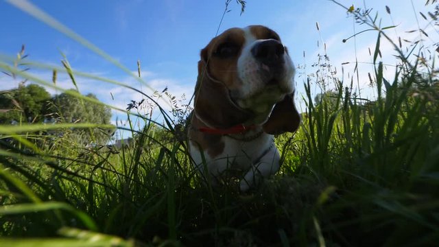 Amusing young dog running at grass, nose touch moving camera, slow motion shot. Funny beagle with long flappers ears have fun at summer park, cute muzzle of rushing animal