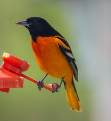 Baltimore Oriole-Male