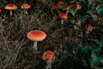 picking mushrooms in the forest