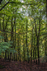 herbstlicher Wald im Hunsrück in Deutschland
