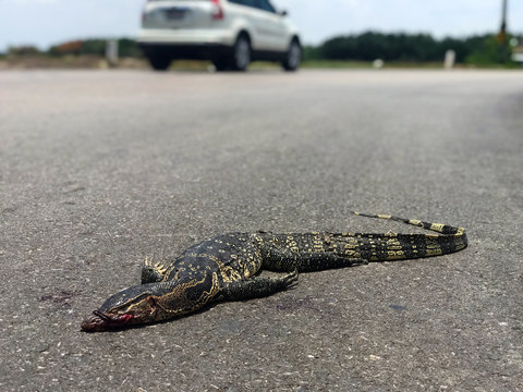The varanid lizard is lying dead on the road. The Varanus salvator, know as Asian water monitor,  dead from crash of car on a rural road in Thai countryside.