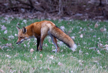 Red Fox