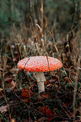 picking mushrooms in the forest