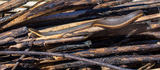 Common Garter Snake