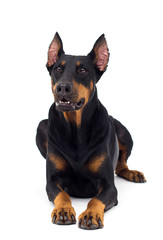dog Doberman breed looks on an isolated background