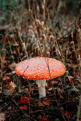 picking mushrooms in the forest