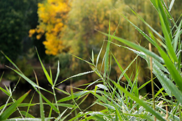 autumn in the park