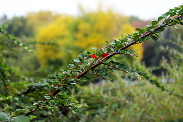 wild flowers on a tree