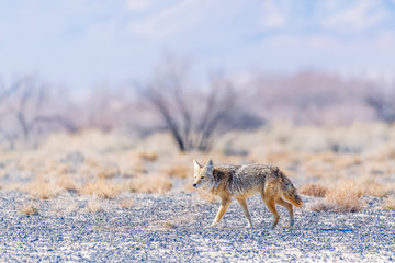 Wild coyote in the Ash Meadows National Wildlife Refuge.Nevada.USA - obrazy, fototapety, plakaty