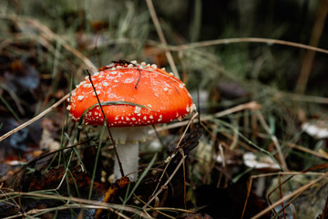 picking mushrooms in the forest